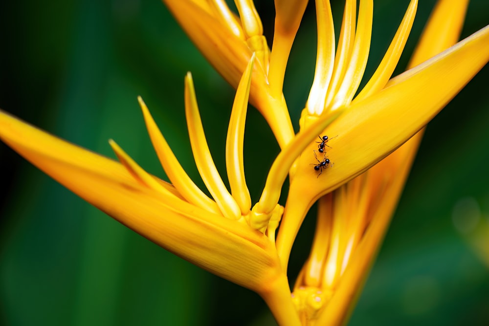 a close up of a yellow flower with a bug on it