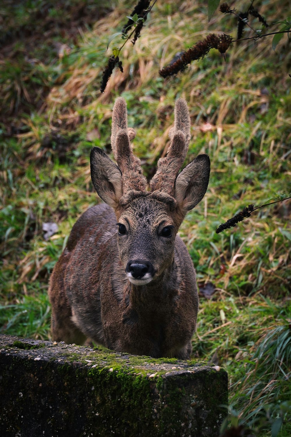 um cervo está de pé em uma área gramada