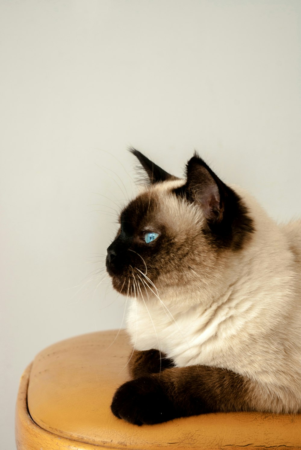 a siamese cat with blue eyes sitting on a stool