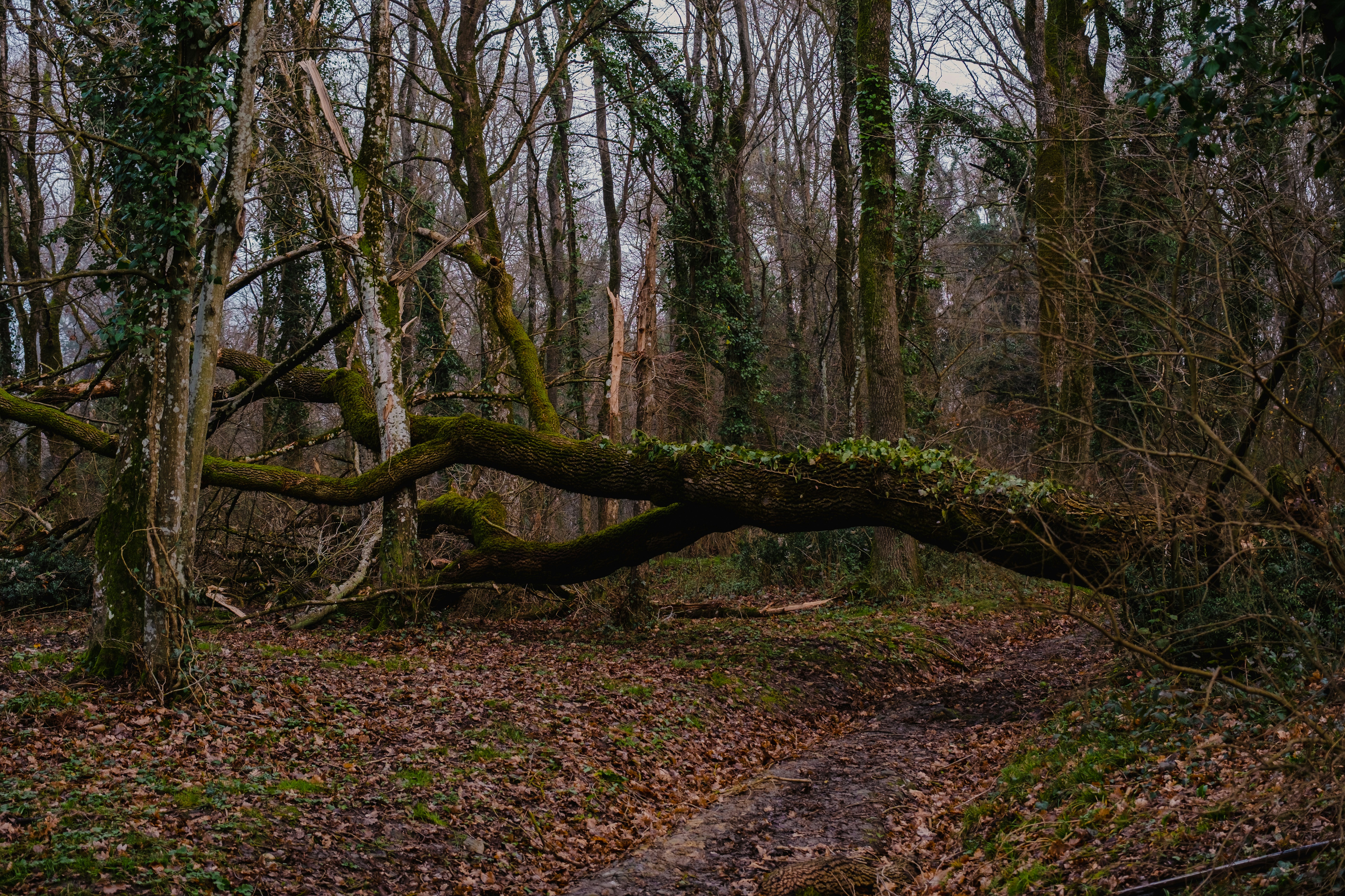 a fallen tree in the middle of a forest