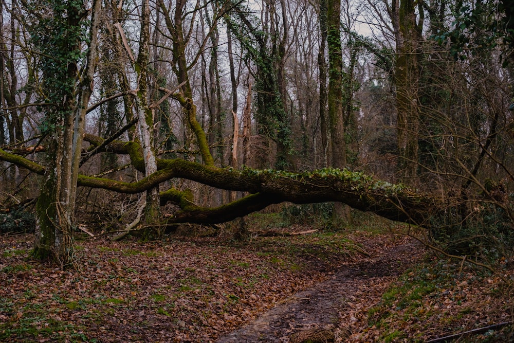 a fallen tree in the middle of a forest