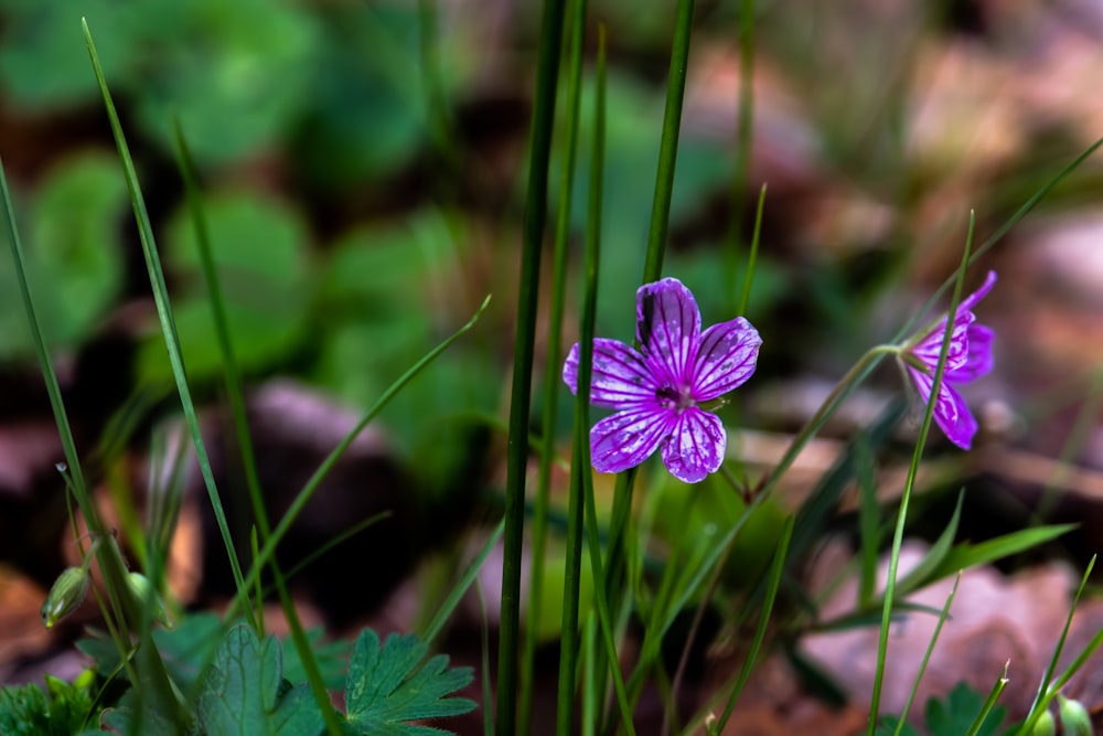 uma pequena flor roxa sentada no topo de um campo verde exuberante