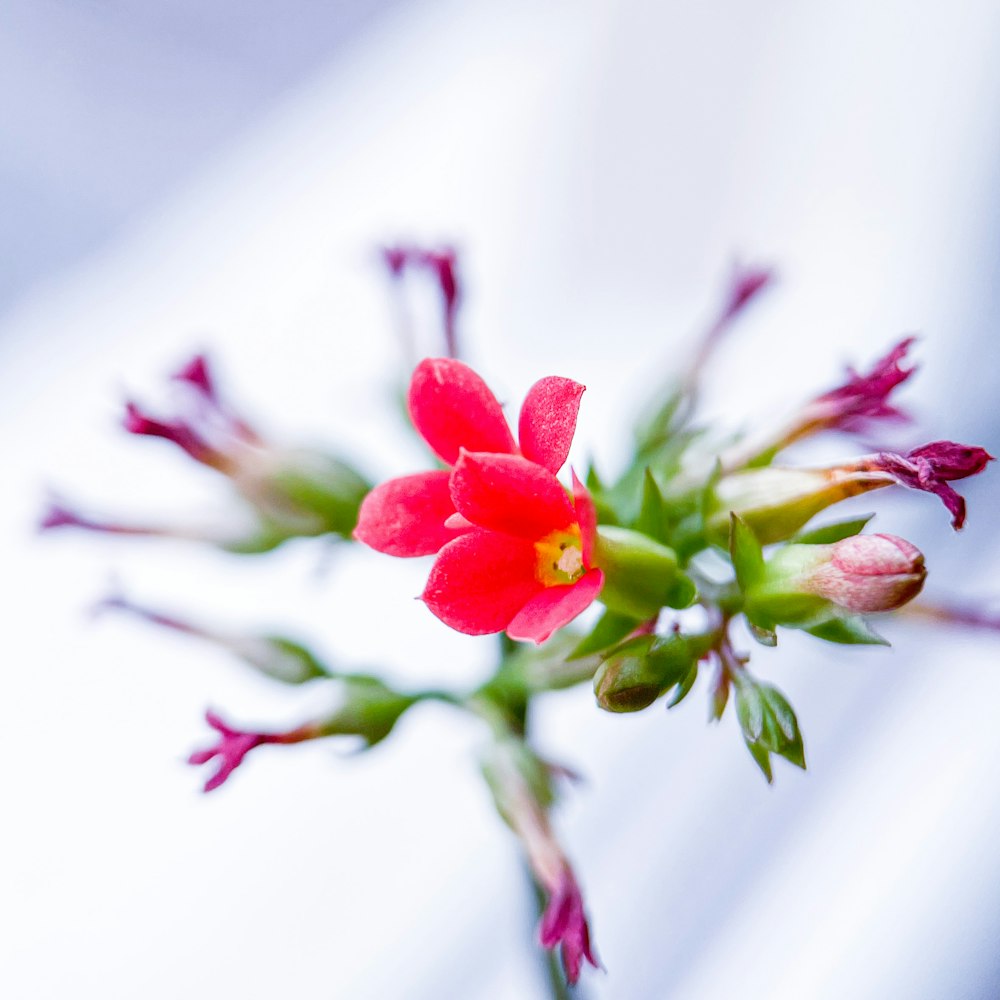 a close up of a red flower on a stem