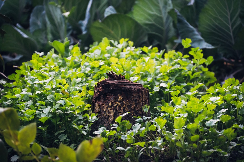 a tree stump surrounded by green plants