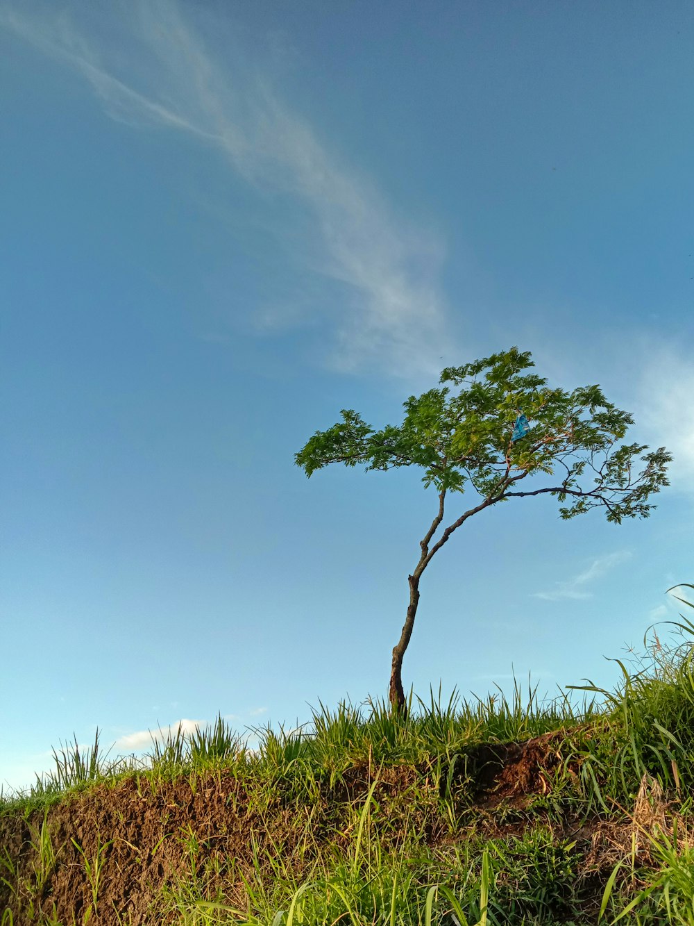 a lone tree on a grassy hill under a blue sky