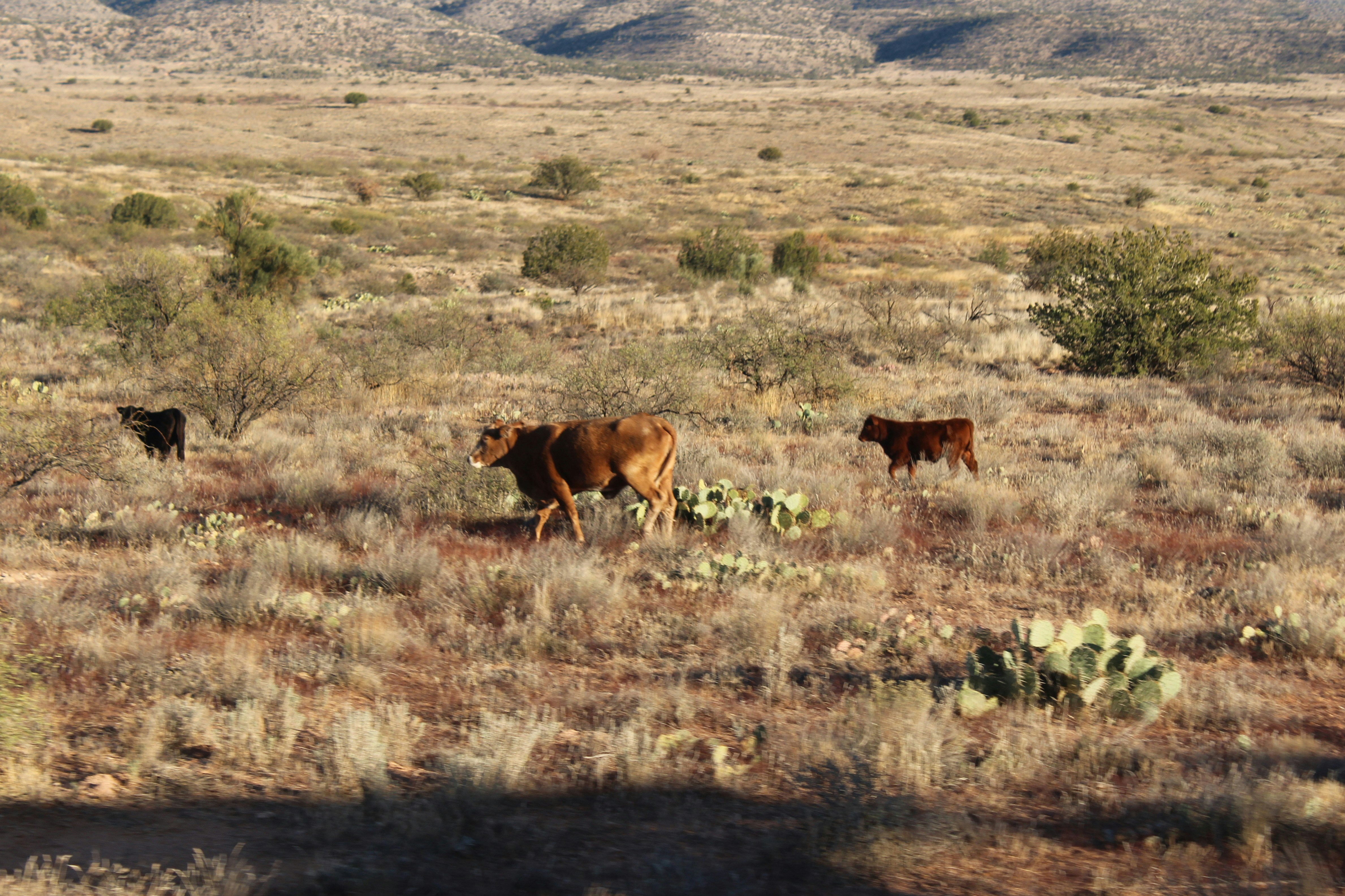 a herd of cattle walking across a dry grass covered field