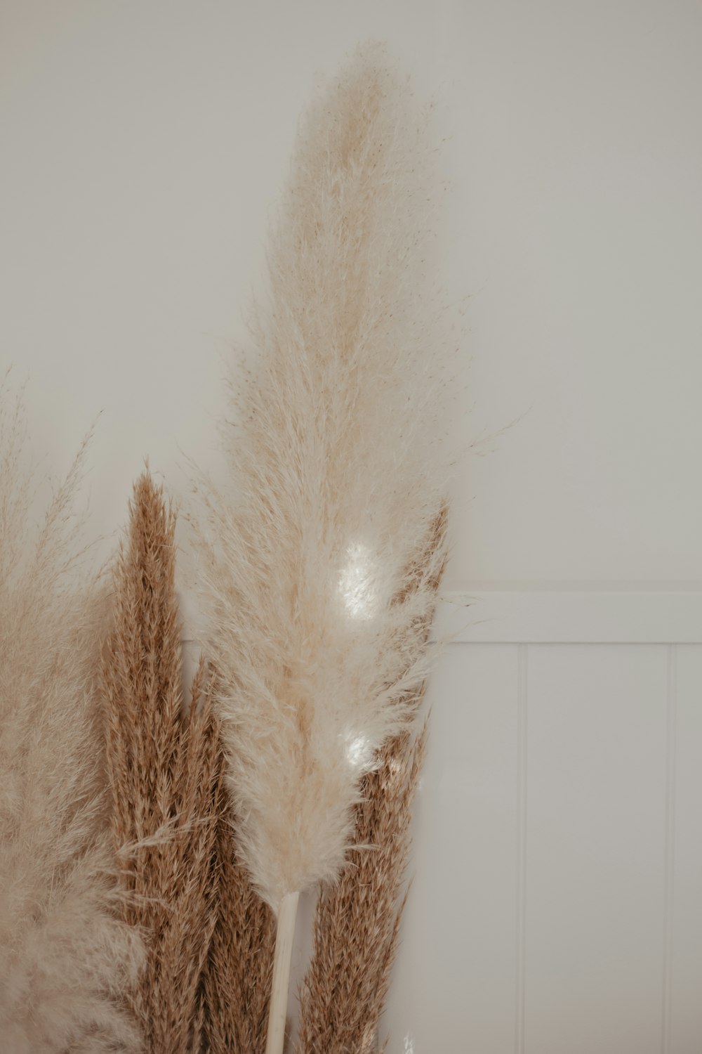 a white wall with some brown and white feathers