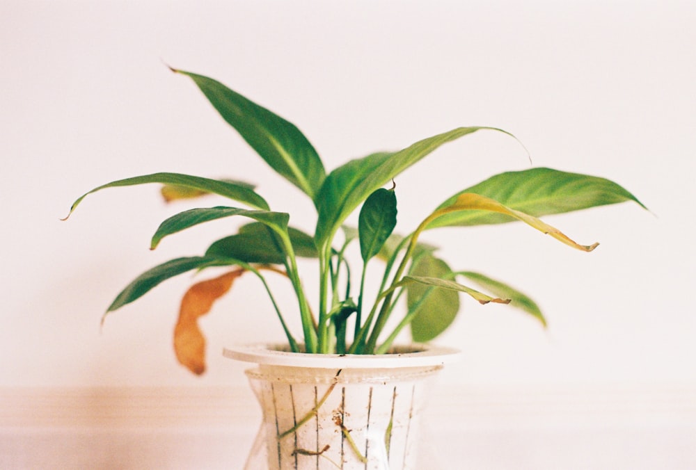 a plant in a white vase on a table