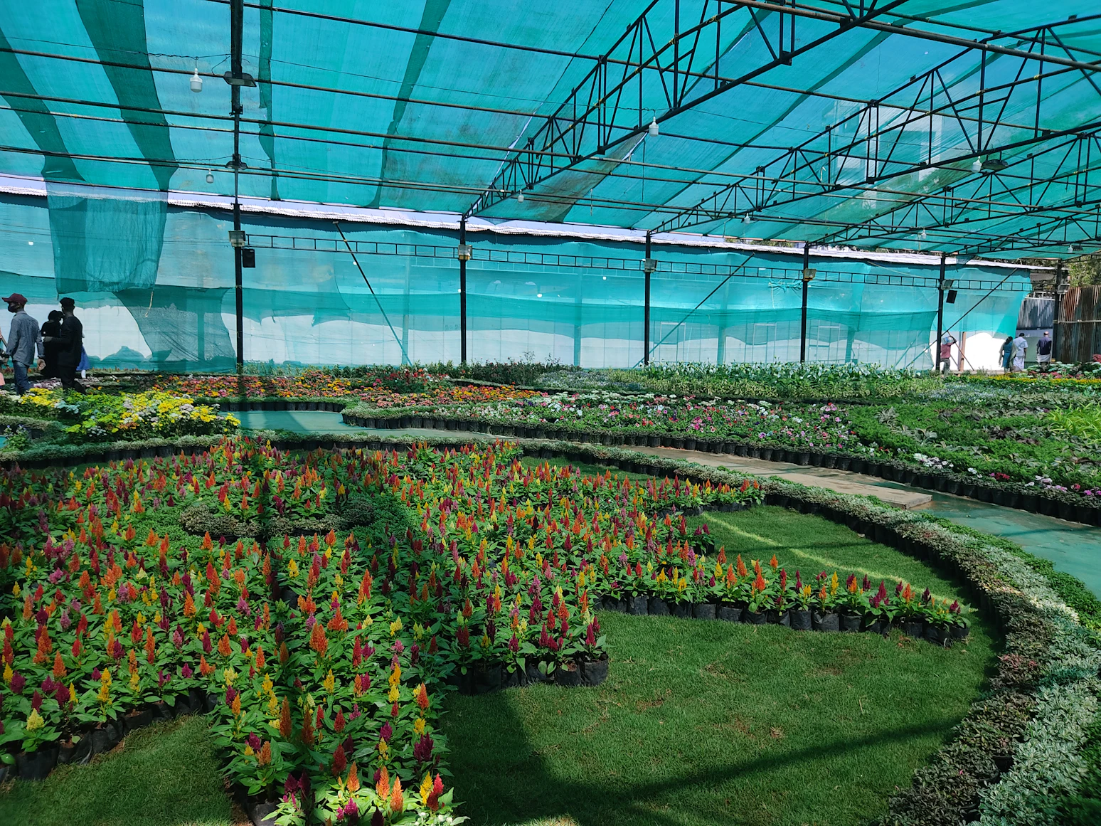Plants grouped under a green
    shade net for protection during summer