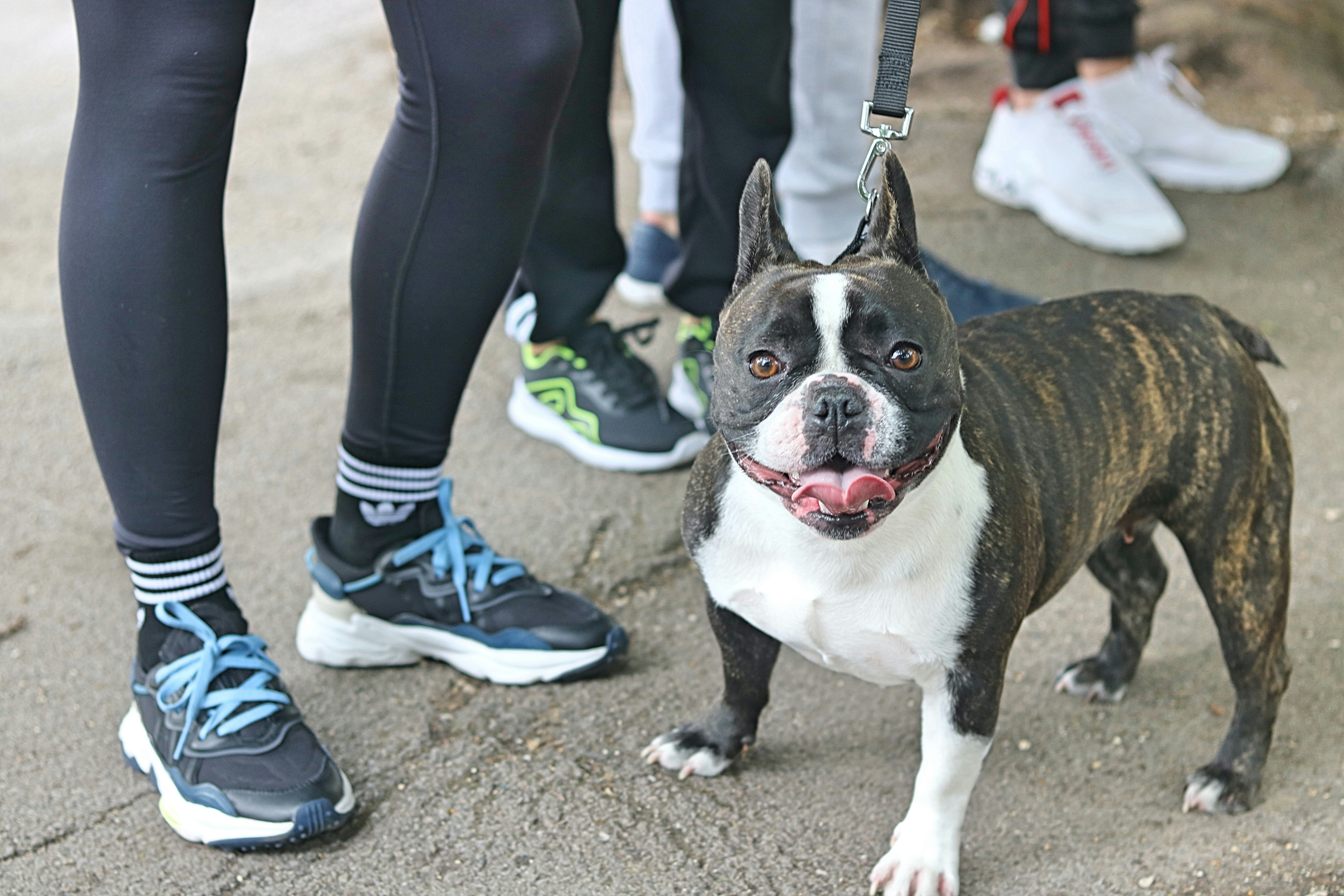 French Bulldog Weight Management: Keeping Your Pup Fit