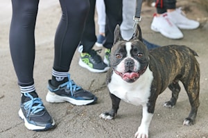 A French Bulldog with a brindle coat and a white chest is standing on a paved surface, appearing happy and excited with its tongue out. Several people are nearby, wearing athletic shoes and leggings, some of which are brightly colored.