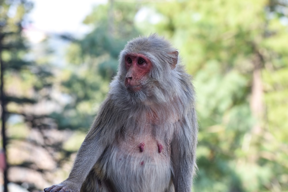 a close up of a monkey on a rock