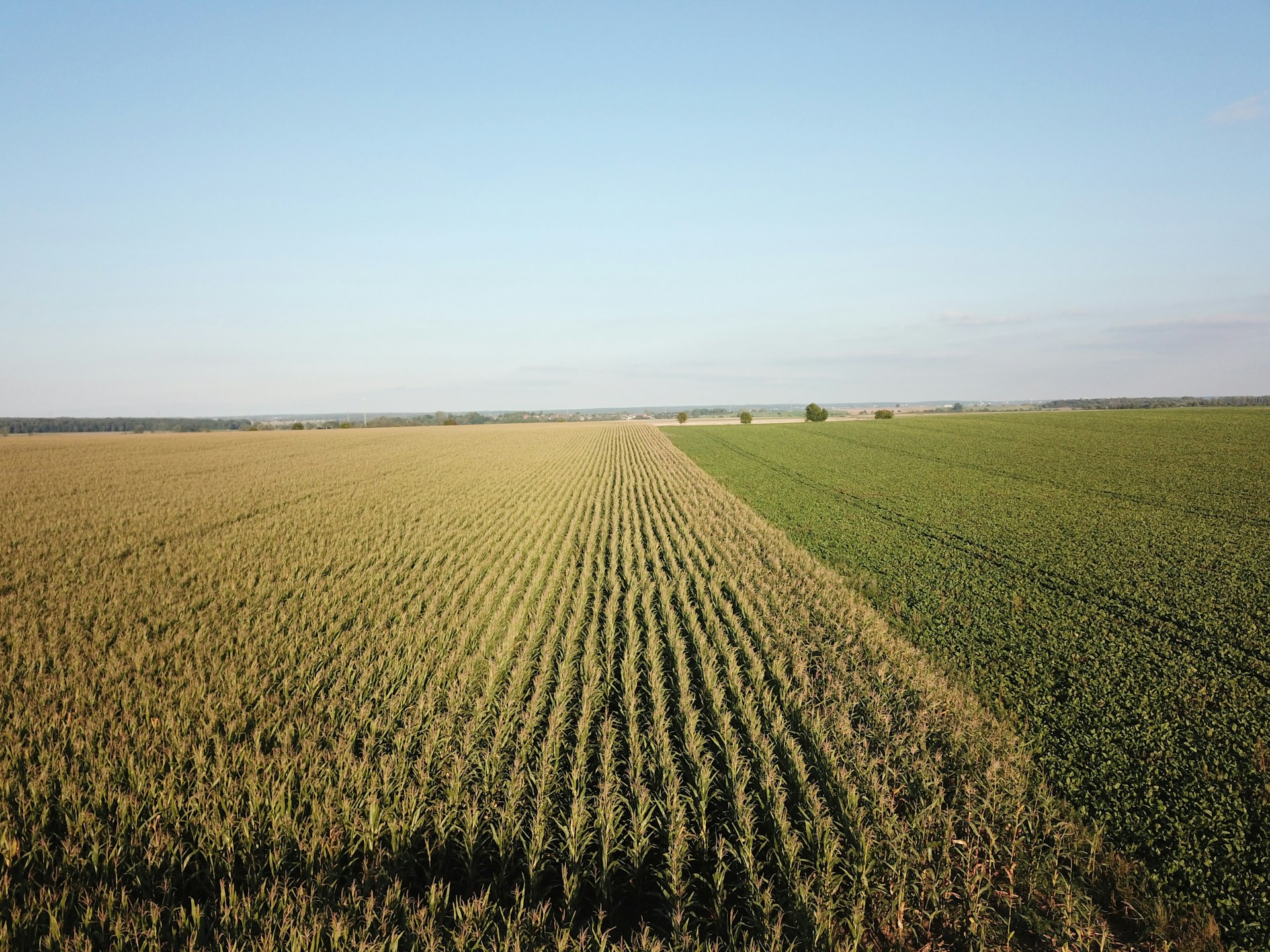 an aerial view of a field of corn