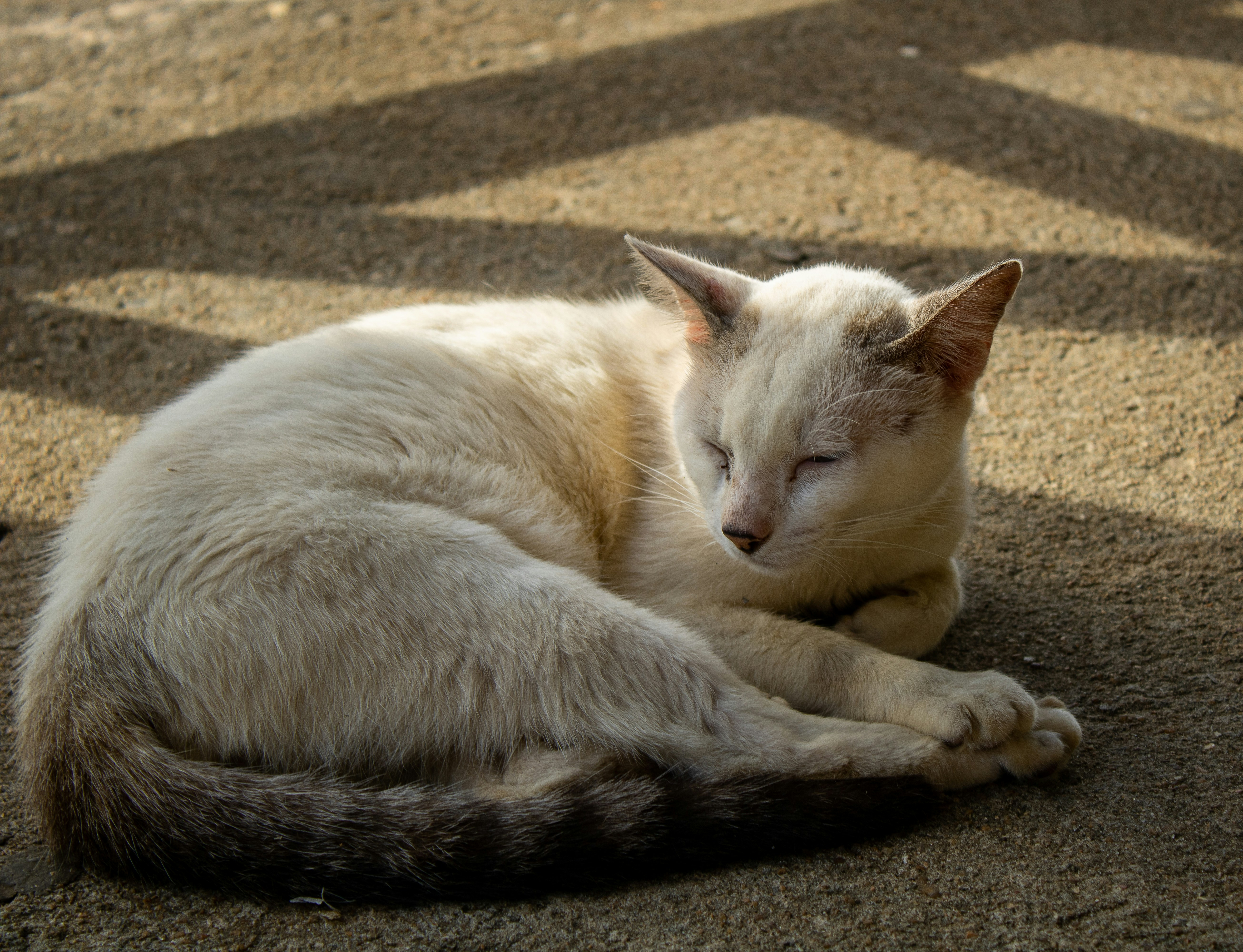 Photo by rapha_victor