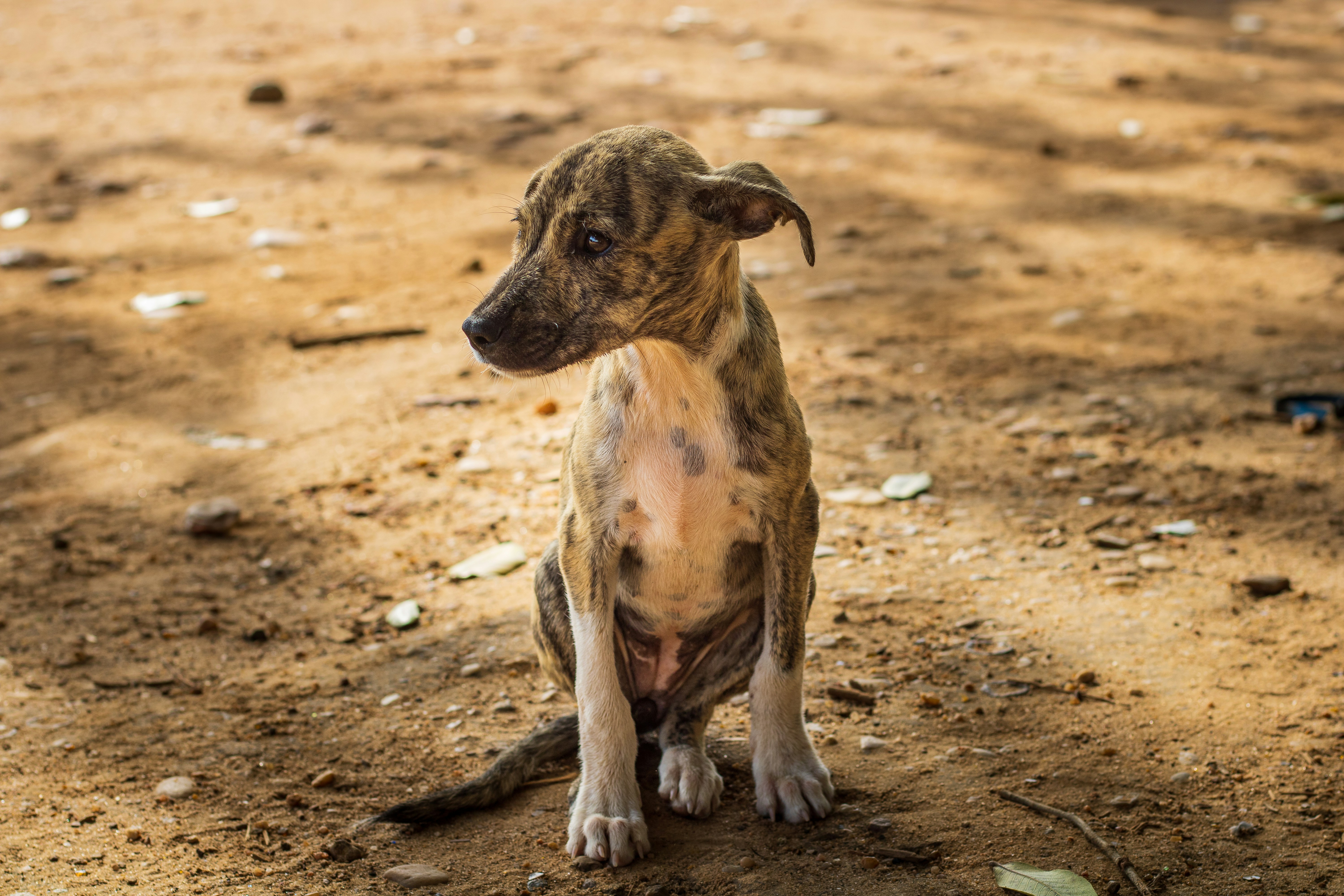 Photo by rapha_victor