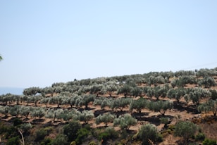a hill covered in lots of trees on top of a hill