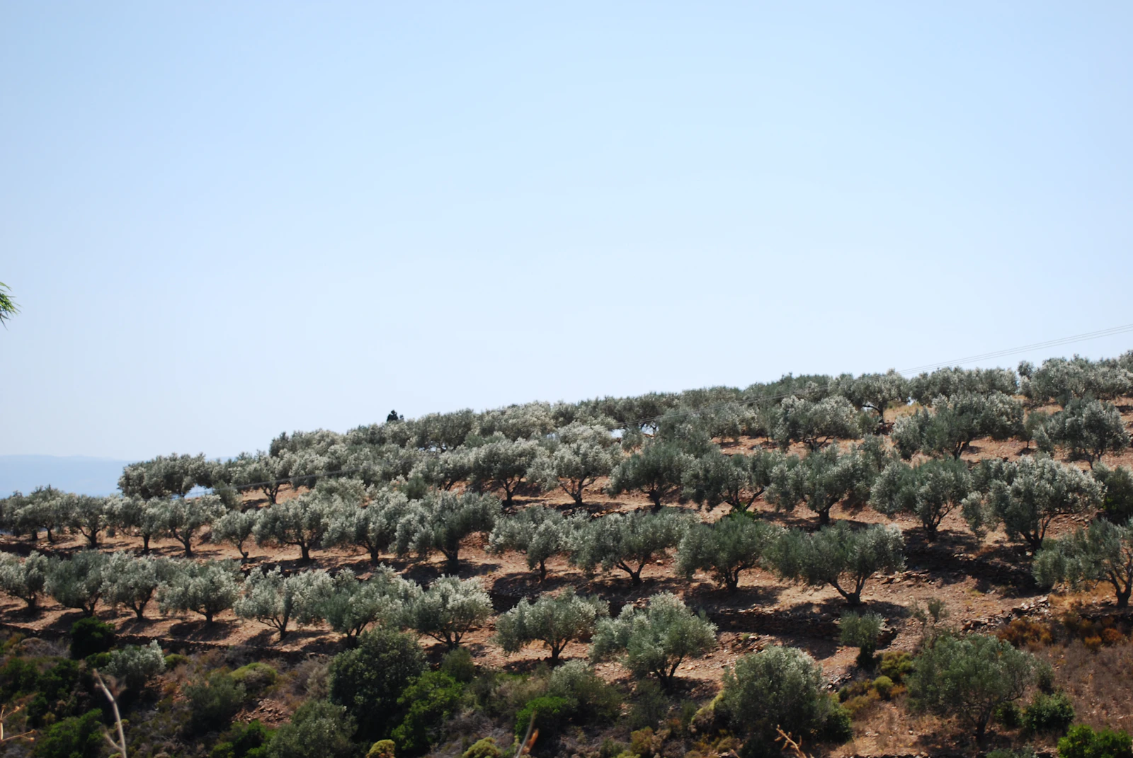 Finca La Bobadilla