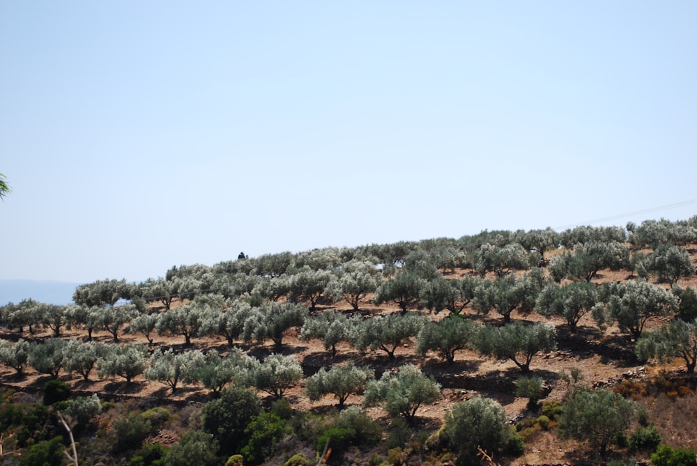 a hill covered in lots of trees on top of a hill