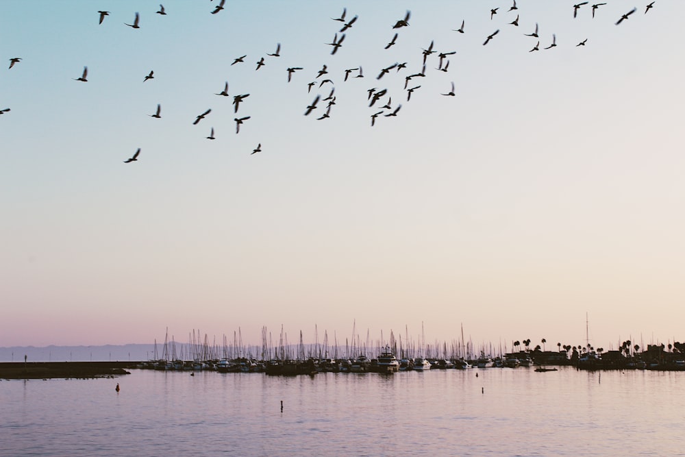 a flock of birds flying over a body of water