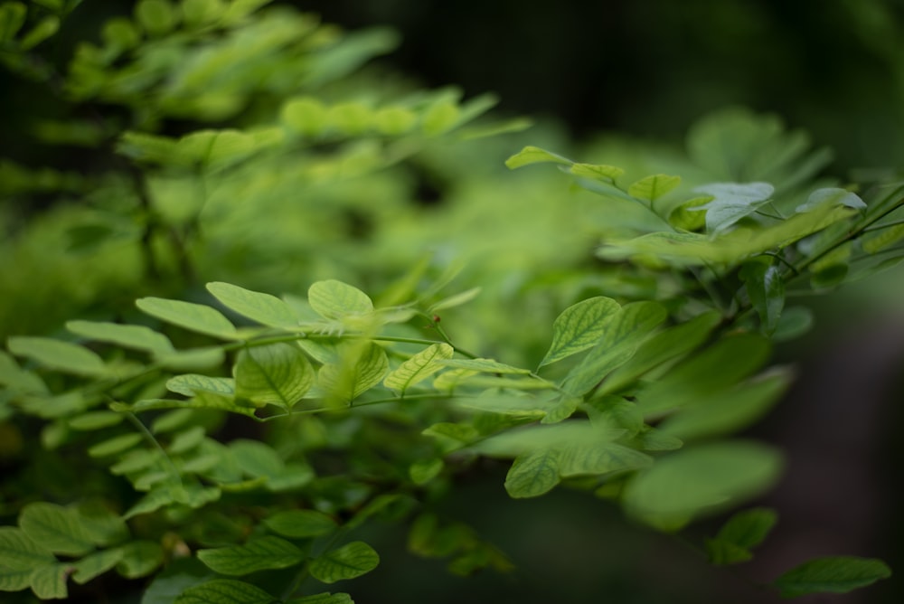 a close up of a bush with green leaves