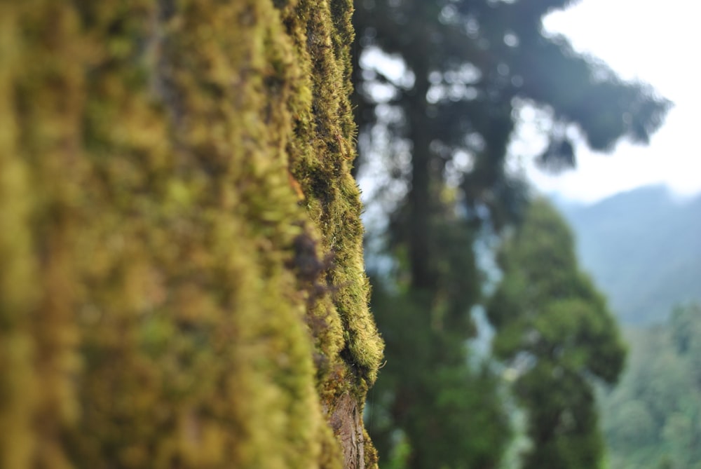 a close up of a tree with moss growing on it