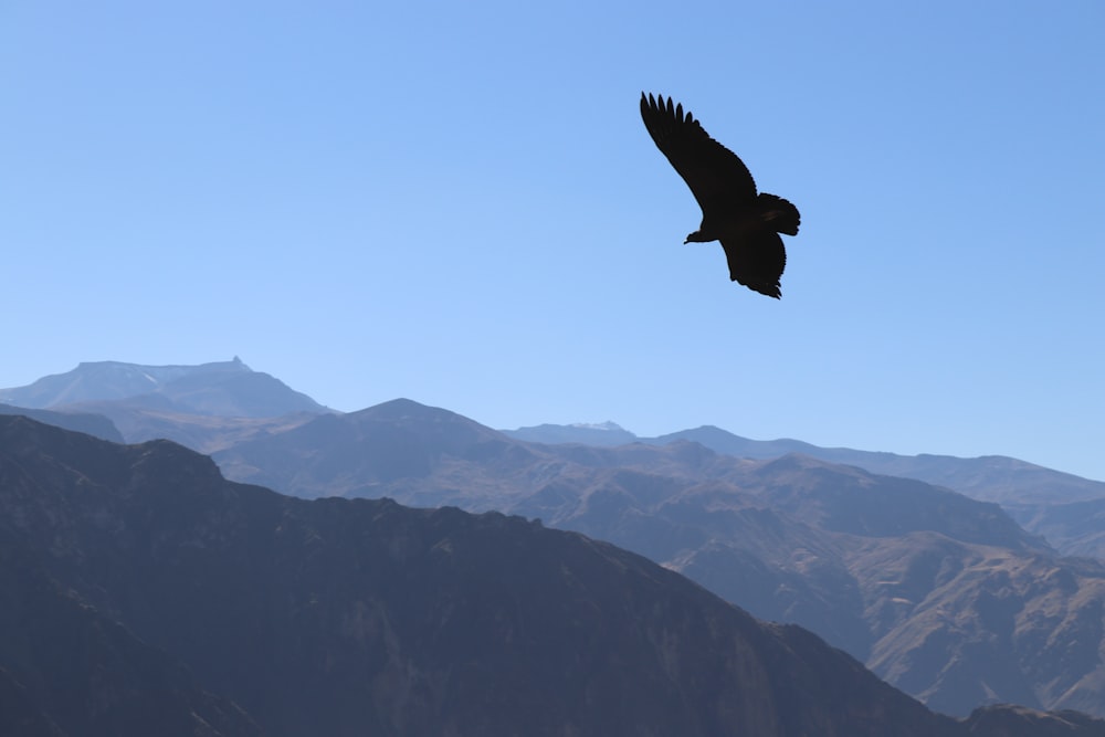 a large bird flying over a mountain range
