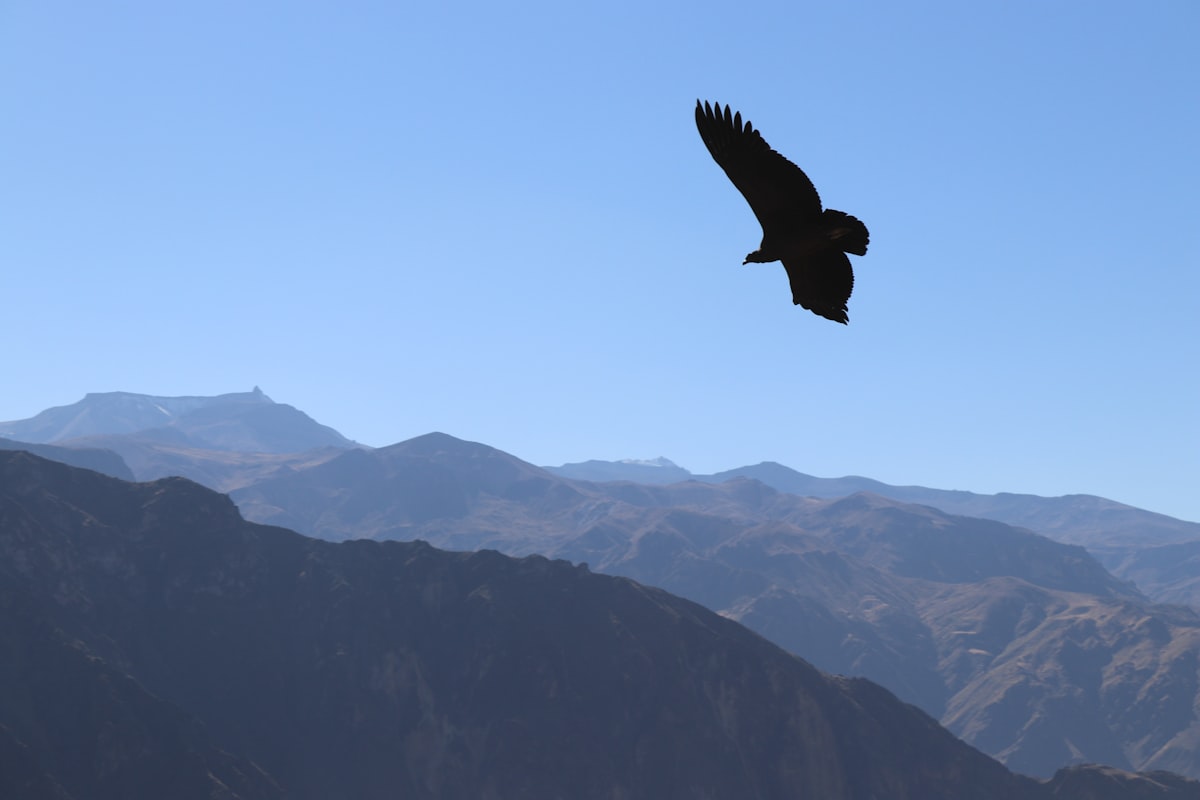 A Condor Soaring Above The Depths Of Colca Canyon