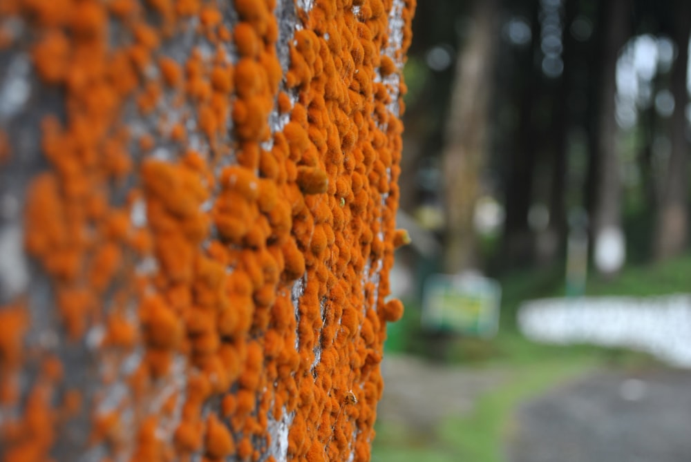 eine Nahaufnahme einer Wand mit orangefarbenen Blumen darauf