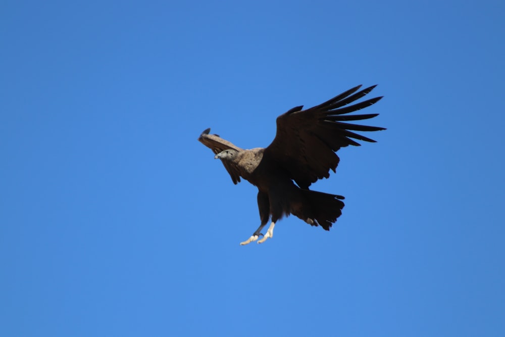 a large bird flying through a blue sky