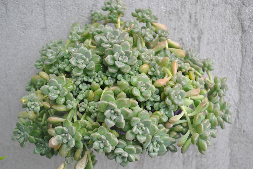 a close up of a plant on a wall