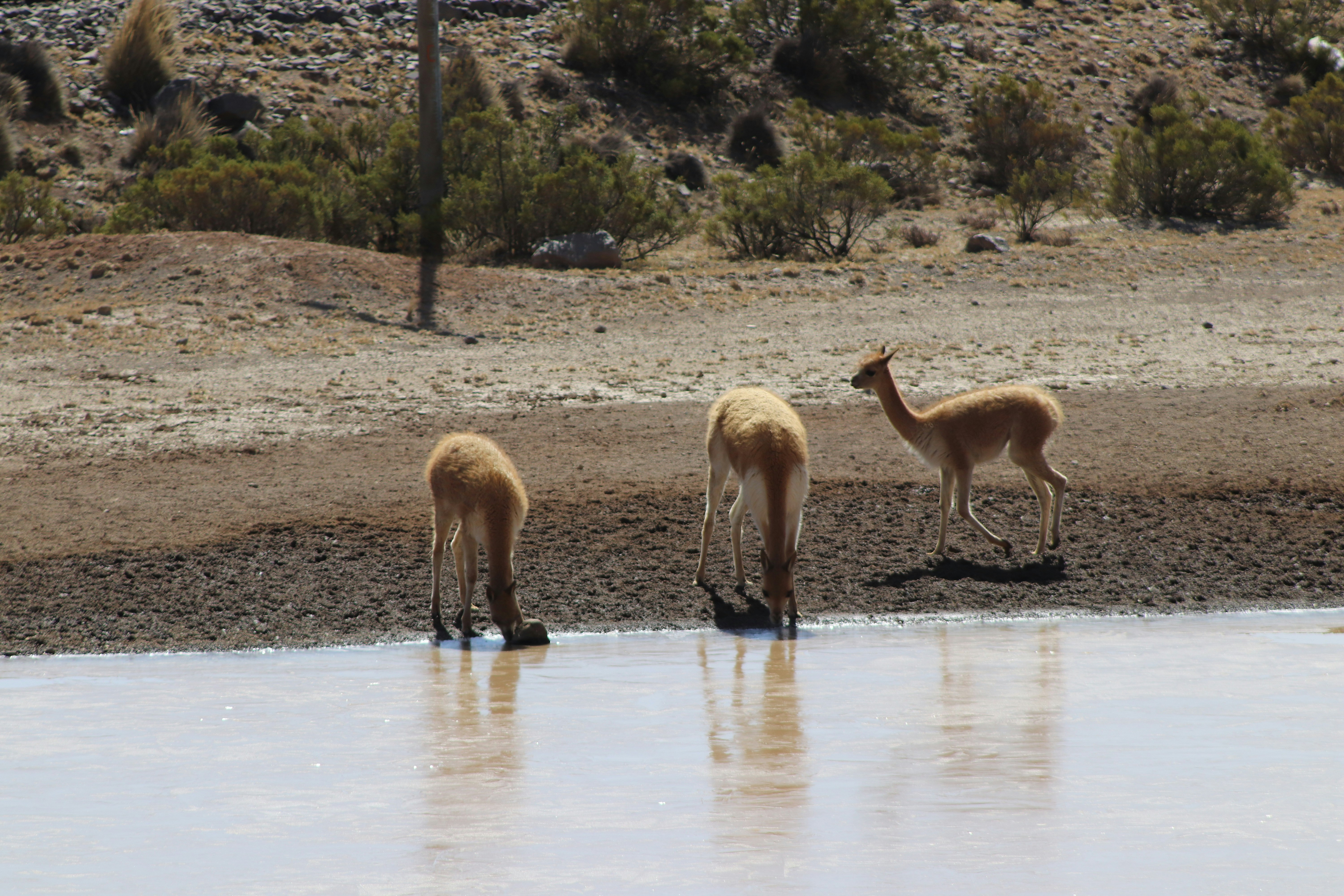 a group of animals drinking water from a pond