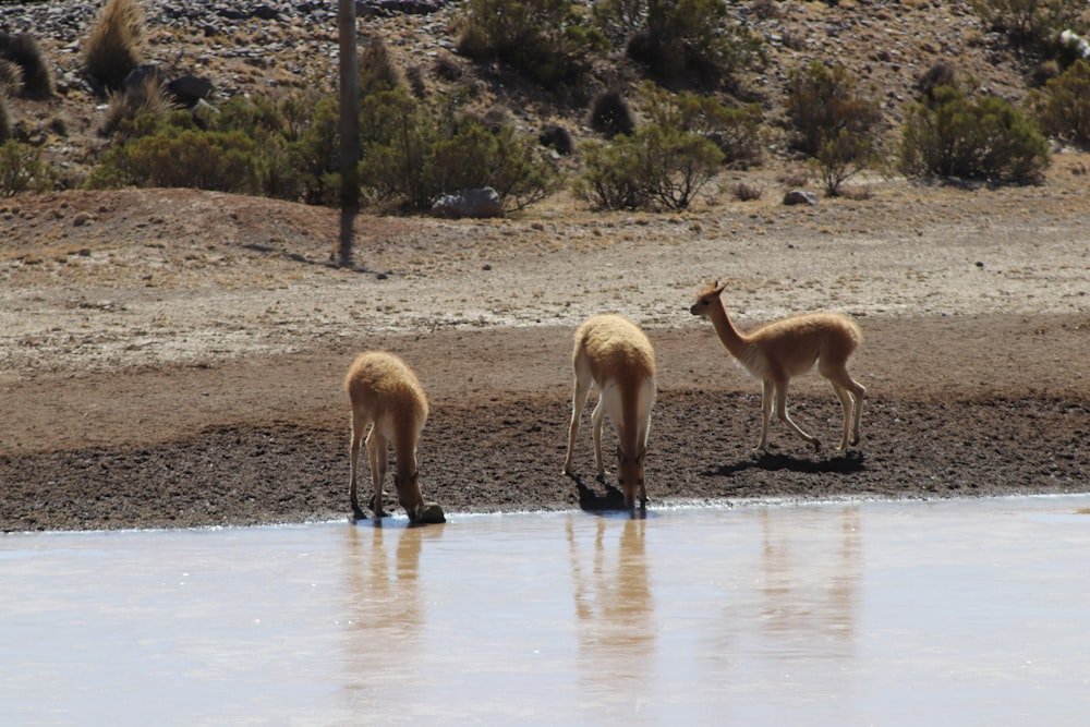 a group of animals drinking water from a pond