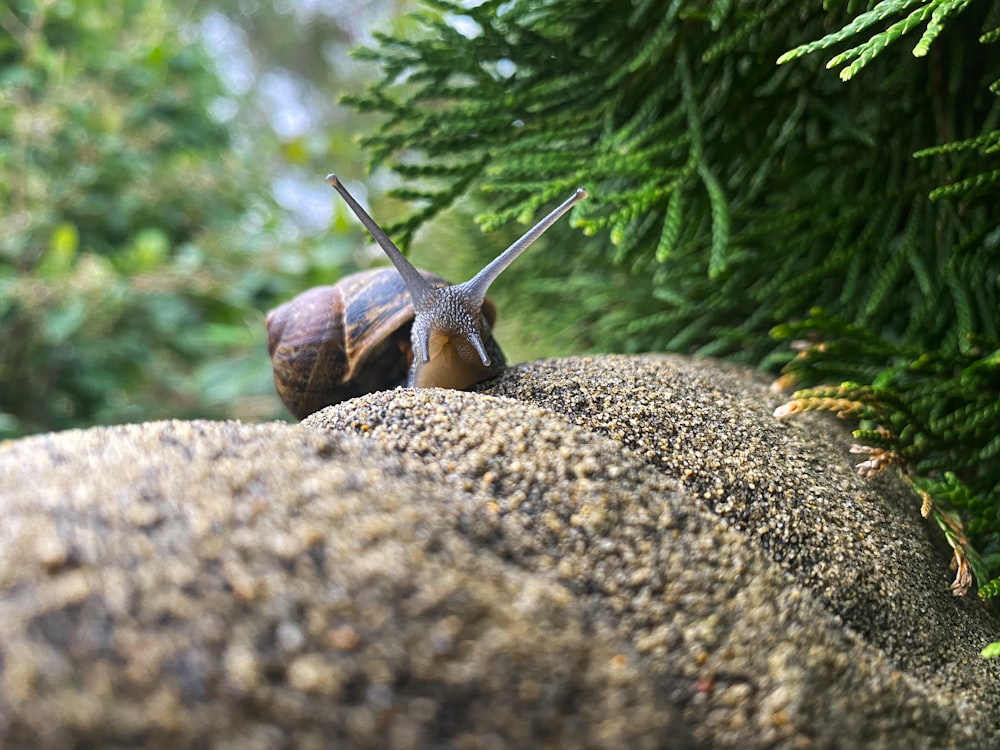 a snail sitting on top of a large rock