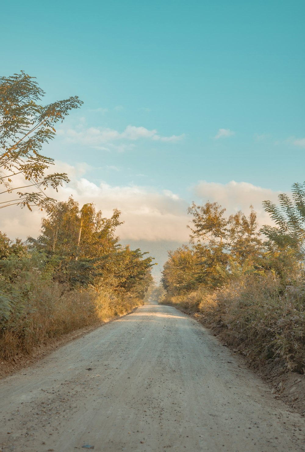 a dirt road surrounded by trees and bushes