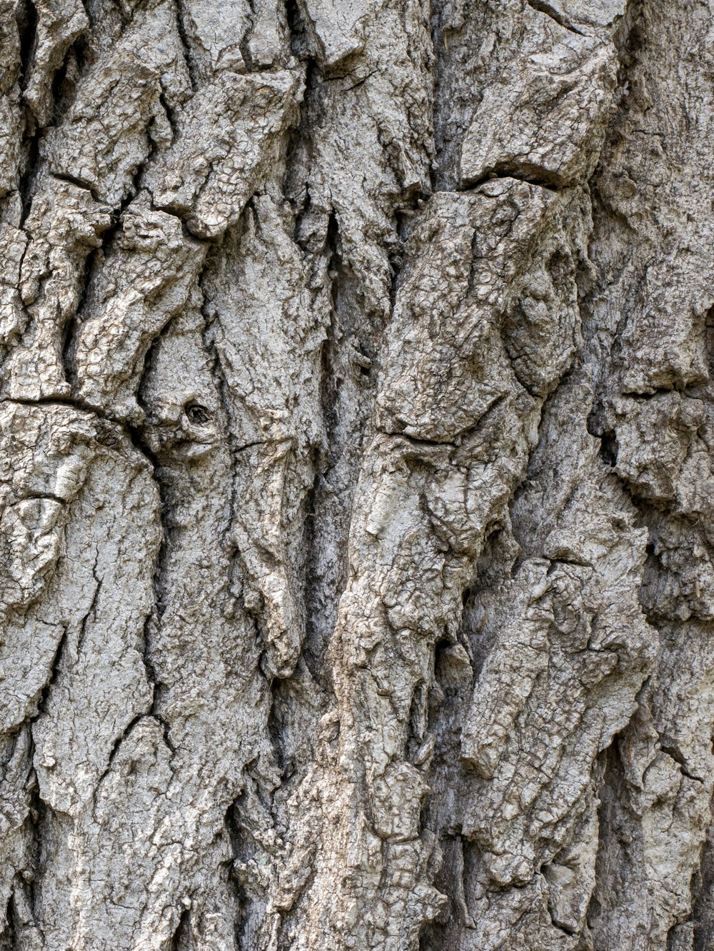 a close up of the bark of a tree