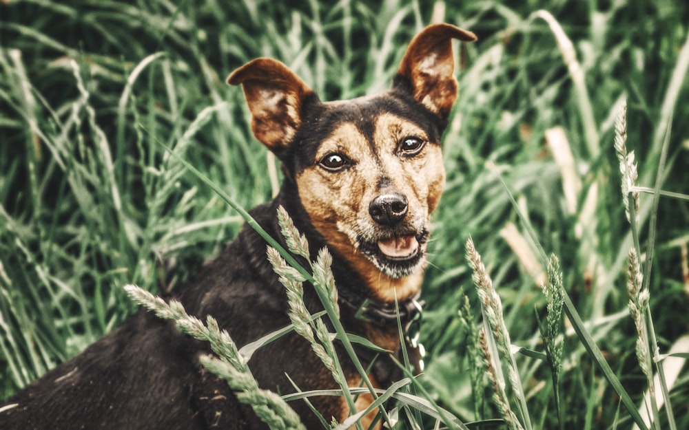 a dog standing in a field of tall grass