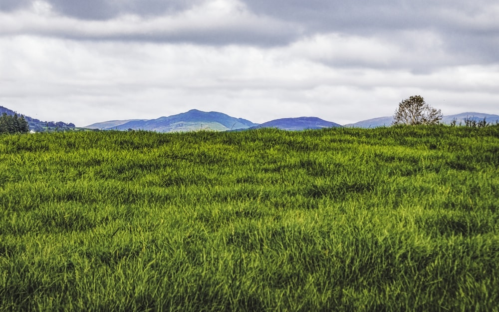 a grassy field with mountains in the distance