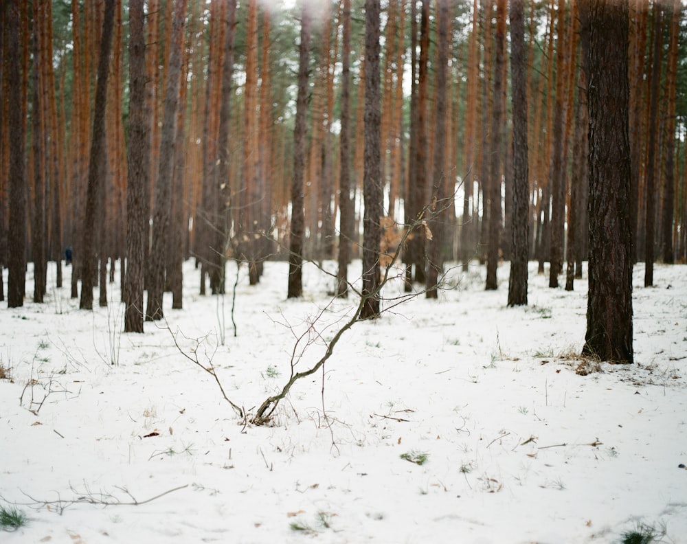 a forest filled with lots of trees covered in snow