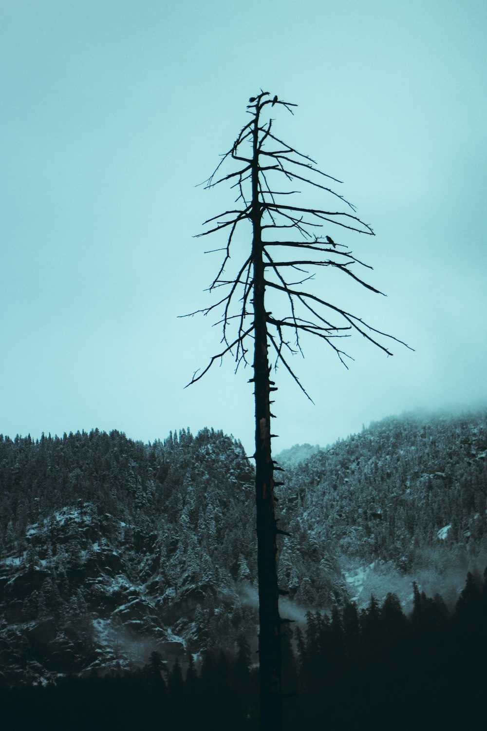 a lone tree stands in front of a mountain