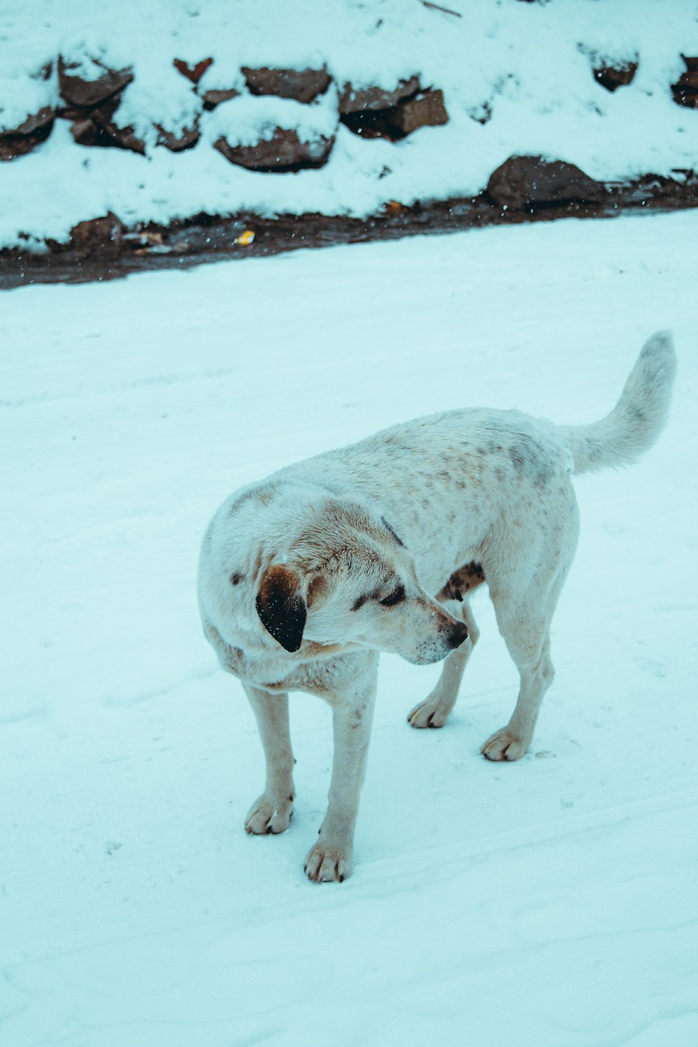 a dog standing in the snow looking at something