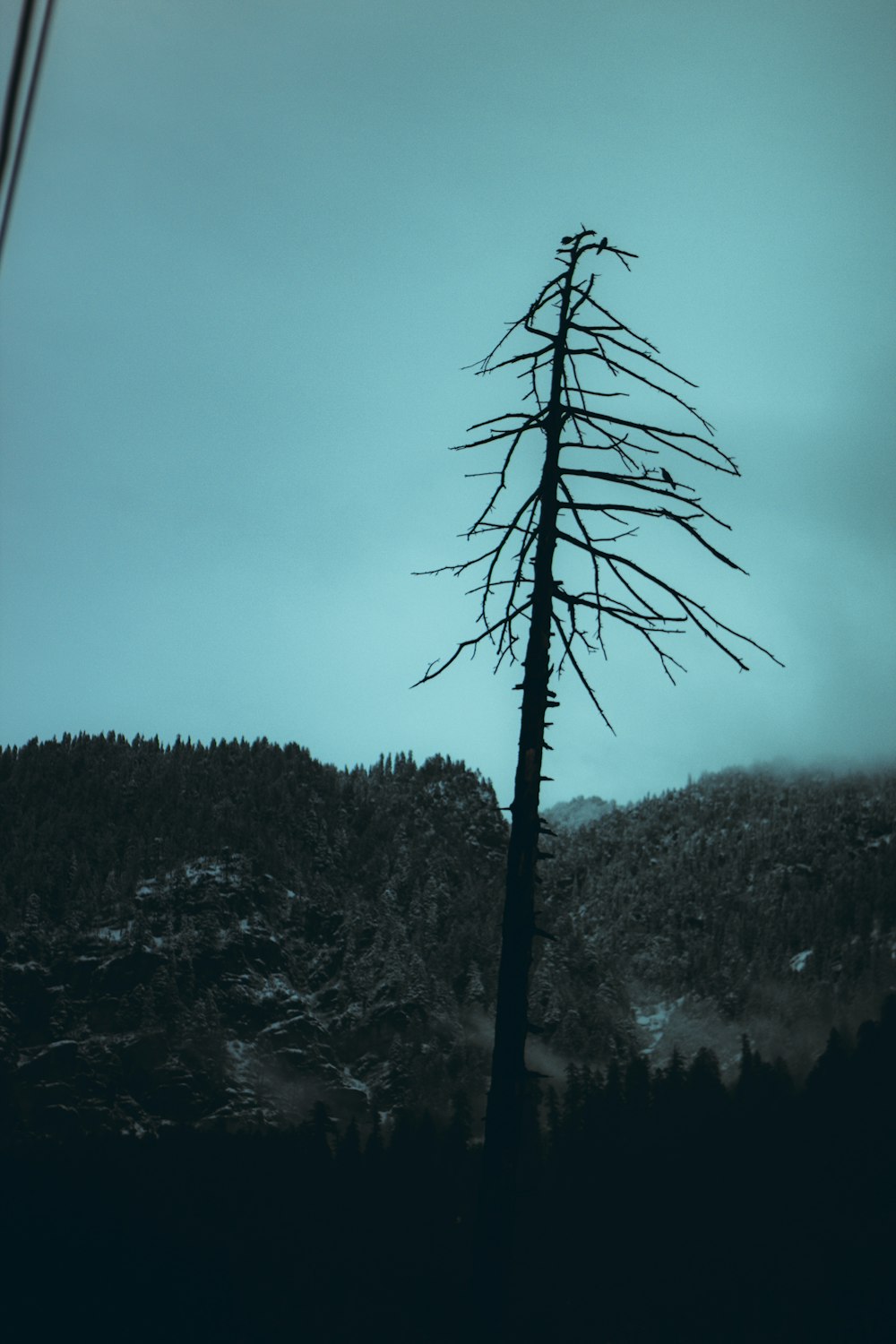 a tall dead tree standing in the middle of a forest