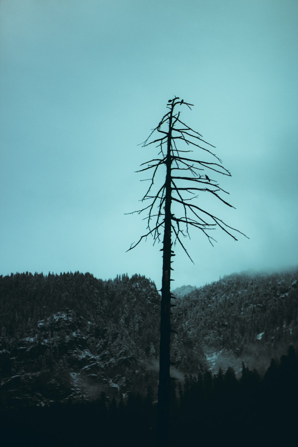 a lone tree stands in front of a mountain