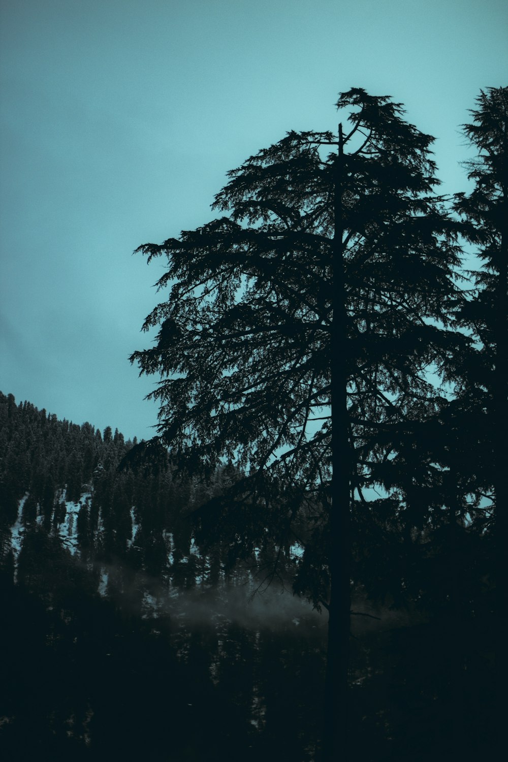 a black and white photo of a tree