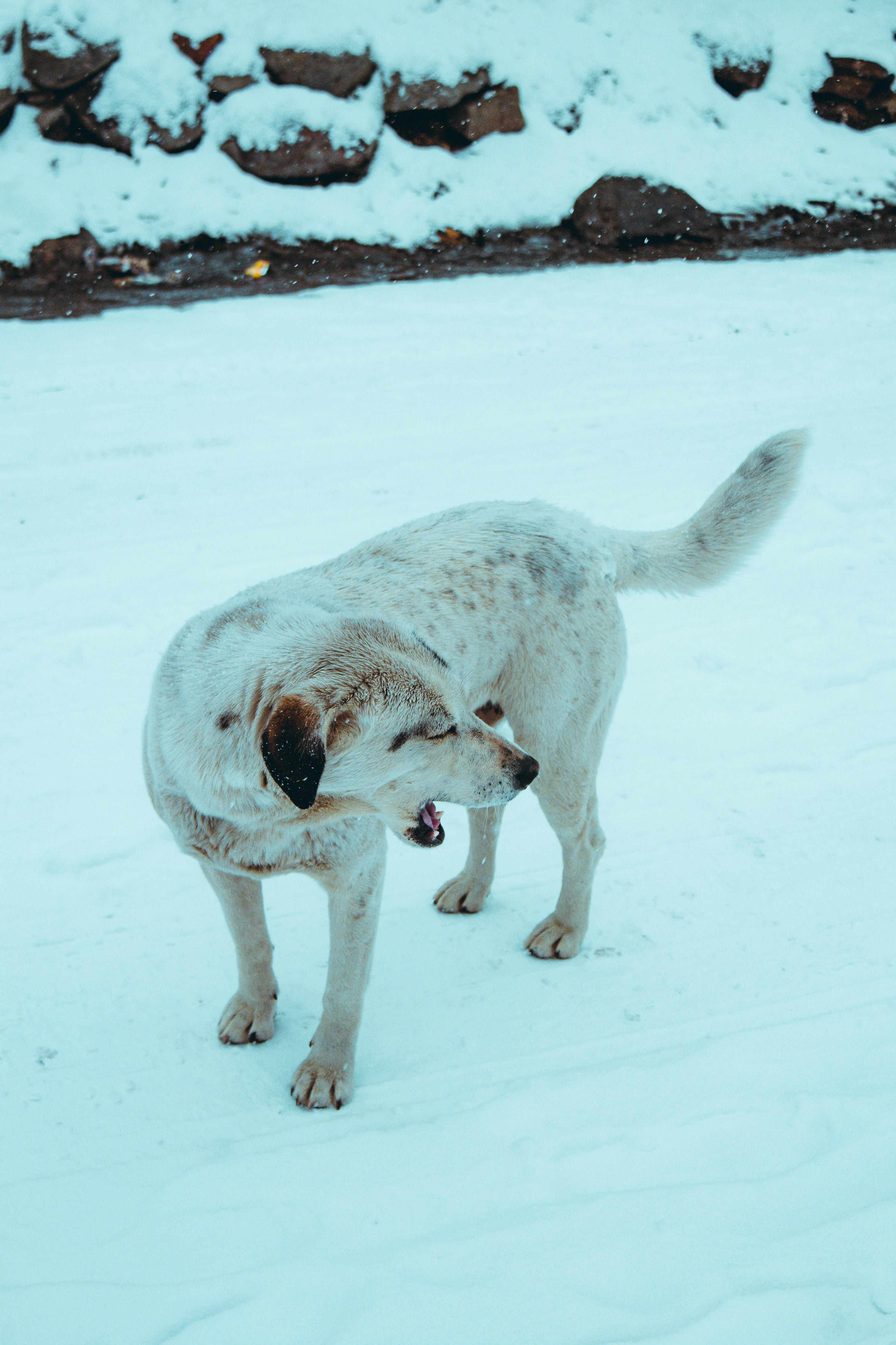 Un cane in piedi nella neve con la bocca aperta