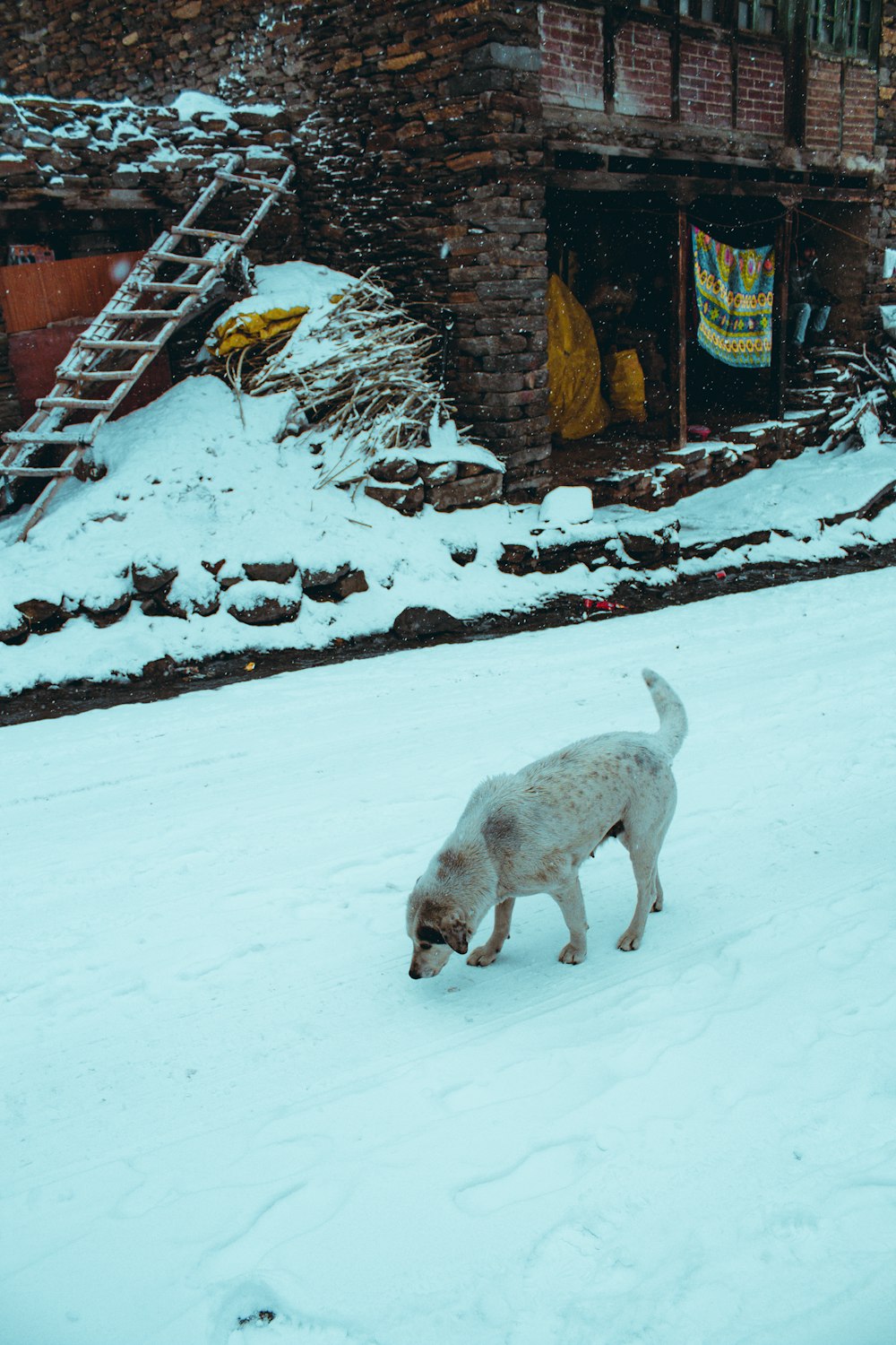 Ein weißer Hund steht auf schneebedecktem Boden