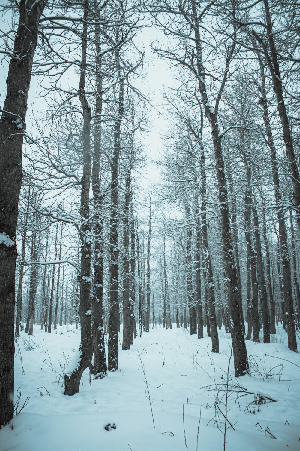 Ein Wald voller schneebedeckter Bäume