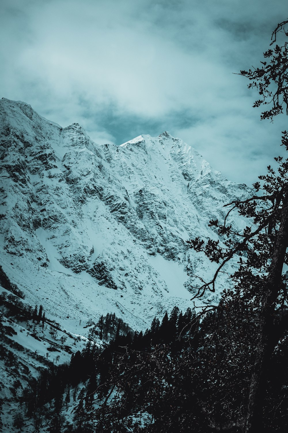 a snow covered mountain with trees in the foreground