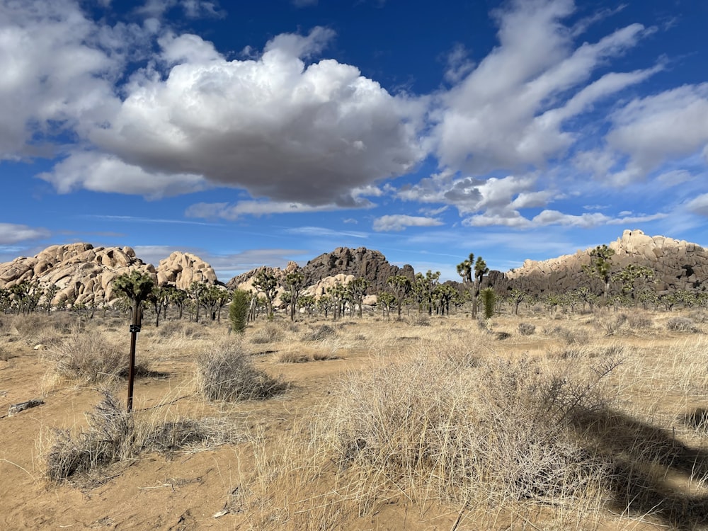 a desert landscape with palm trees and mountains in the background