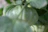 Close-up of healthy green tomato leaves with sunlight filtering through.