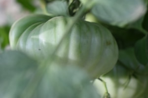 Vine-Ripened Tomatoes